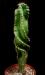 Cereus forbesii spiralis - 'otto'.jpg
